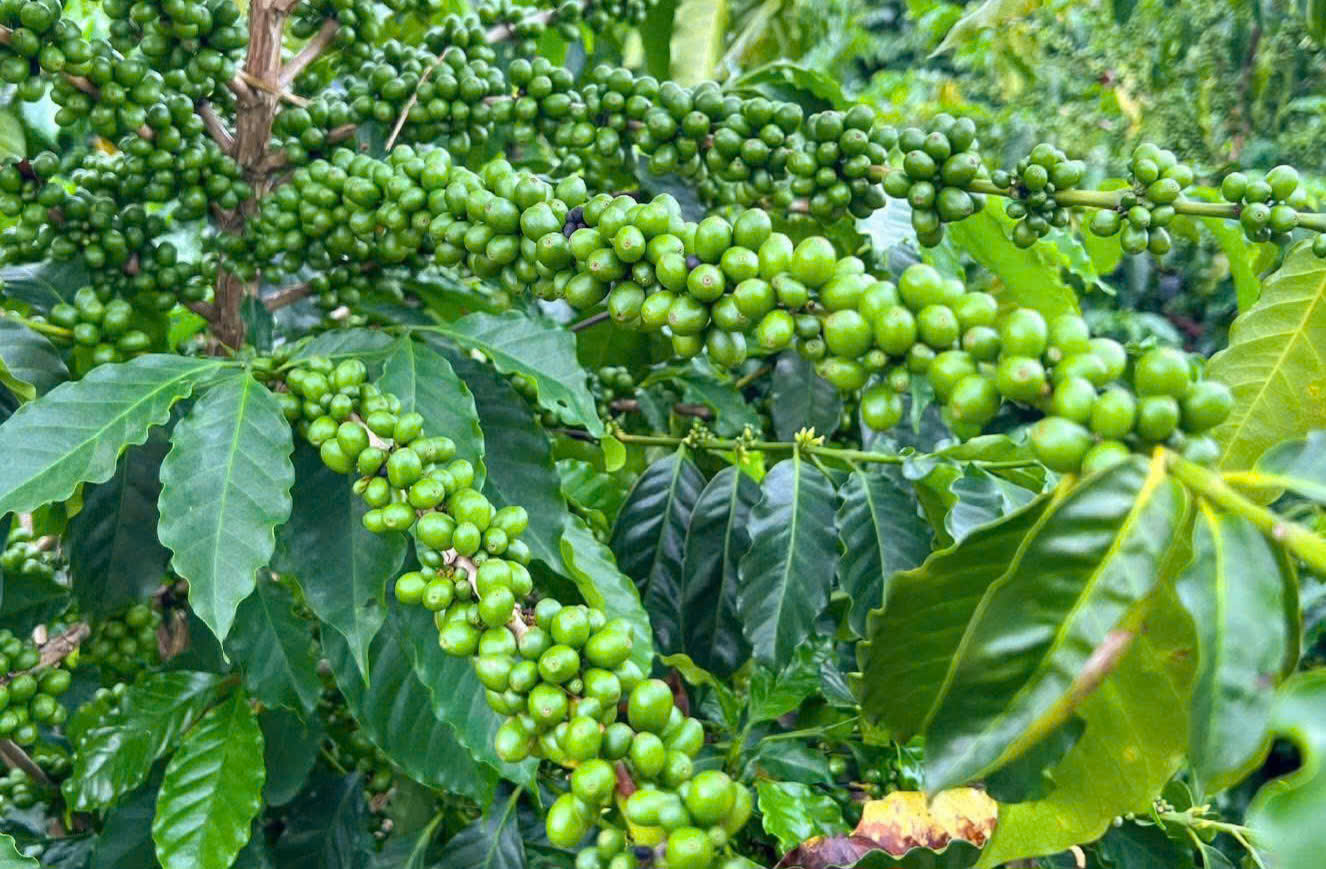 Cà phê Việt Nam