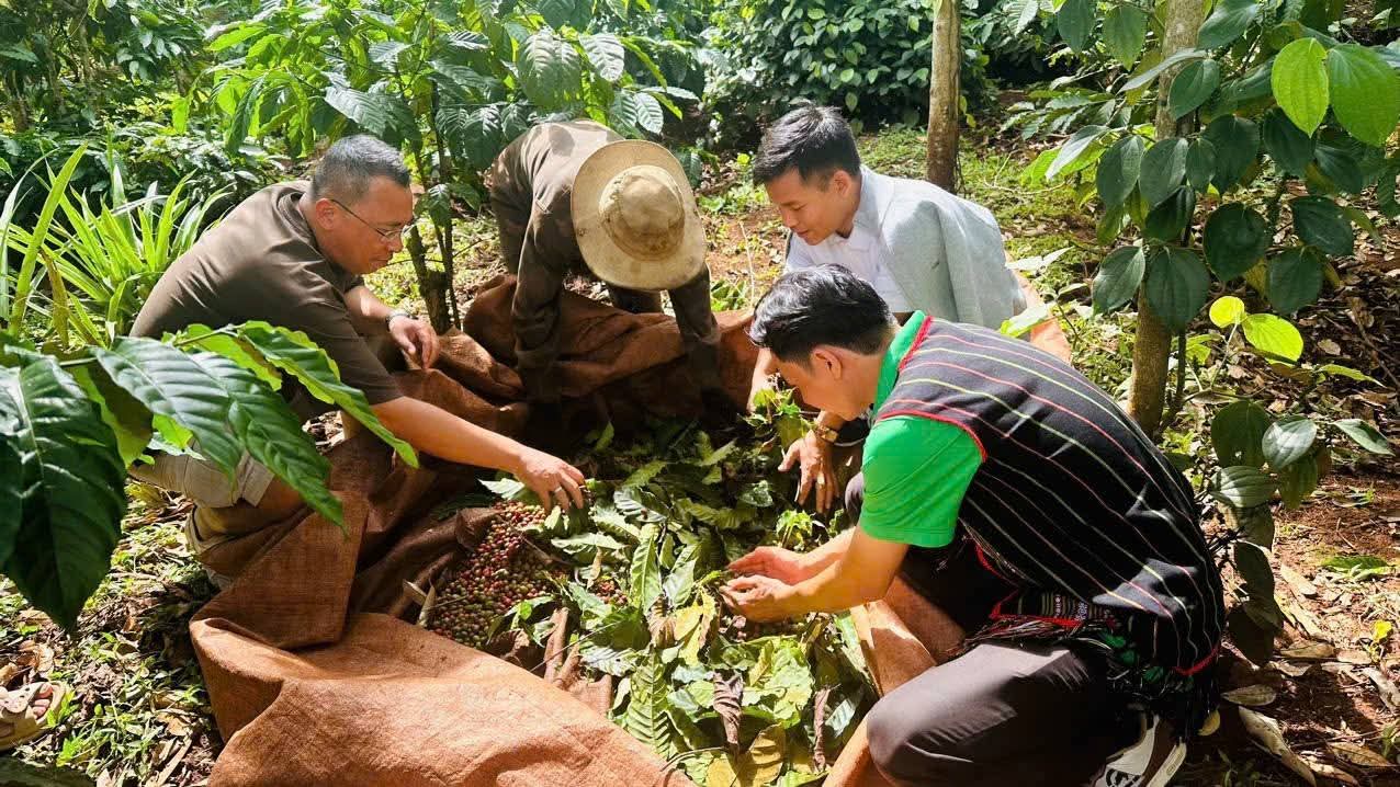 Khảo sát quả cà phê tại Việt Nam